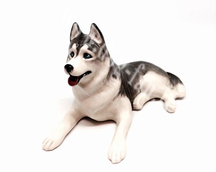 Siberian_Husky_1um copy